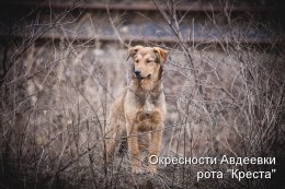 Окресности Авдеевки. Рота Креста